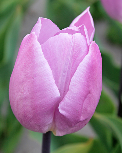 Tulipán jednoduchý skorý Candy Prince 12/+, 100 kusov  